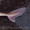 Катран (акула черноморская) с/м #987690