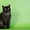 шотландские котята скоттиш фолд. страйт, хайленд - <ro>Изображение</ro><ru>Изображение</ru> #6, <ru>Объявление</ru> #893045