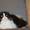 шотландские котята скоттиш фолд. страйт, хайленд - <ro>Изображение</ro><ru>Изображение</ru> #1, <ru>Объявление</ru> #893045