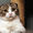 шотландские котята скоттиш фолд. страйт, хайленд - <ro>Изображение</ro><ru>Изображение</ru> #2, <ru>Объявление</ru> #893045