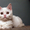шотландские котята скоттиш фолд. страйт, хайленд - <ro>Изображение</ro><ru>Изображение</ru> #3, <ru>Объявление</ru> #893045