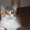 шотландские котята скоттиш фолд. страйт, хайленд - <ro>Изображение</ro><ru>Изображение</ru> #4, <ru>Объявление</ru> #893045
