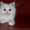 шотландские котята скоттиш фолд. страйт, хайленд - <ro>Изображение</ro><ru>Изображение</ru> #5, <ru>Объявление</ru> #893045