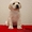Элитные щенки лабрадора палевого окраса - <ro>Изображение</ro><ru>Изображение</ru> #3, <ru>Объявление</ru> #1047708