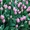 Голландские тюльпаны ( Симферополь) #1051418