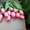 Голландские тюльпаны ( Симферополь) - <ro>Изображение</ro><ru>Изображение</ru> #2, <ru>Объявление</ru> #1051418