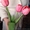 Голландские тюльпаны ( Симферополь) - <ro>Изображение</ro><ru>Изображение</ru> #3, <ru>Объявление</ru> #1051418