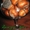Саженцы фундука Трапезунд, Керасунд - <ro>Изображение</ro><ru>Изображение</ru> #3, <ru>Объявление</ru> #964145