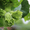 Фундук крупноплодный "Трапезунд" в скорлупе на сезон 2014-2015 - <ro>Изображение</ro><ru>Изображение</ru> #2, <ru>Объявление</ru> #1080964