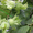Вегетативные саженцы фундука "Трапезунд"  - <ro>Изображение</ro><ru>Изображение</ru> #3, <ru>Объявление</ru> #806210