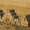Камень крымский ракушняк - <ro>Изображение</ro><ru>Изображение</ru> #1, <ru>Объявление</ru> #1428985