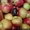 Продажа. Плодоносящий яблоневый сад в Крыму - <ro>Изображение</ro><ru>Изображение</ru> #4, <ru>Объявление</ru> #1485090