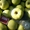 Продажа. Плодоносящий яблоневый сад в Крыму - <ro>Изображение</ro><ru>Изображение</ru> #6, <ru>Объявление</ru> #1485090