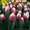 Тюльпаны Оптом к 8 марта 2017 - <ro>Изображение</ro><ru>Изображение</ru> #4, <ru>Объявление</ru> #1523139