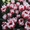 Тюльпаны Оптом к 8 марта 2017 - <ro>Изображение</ro><ru>Изображение</ru> #5, <ru>Объявление</ru> #1523139
