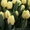 Тюльпаны Оптом к 8 марта 2017 - <ro>Изображение</ro><ru>Изображение</ru> #1, <ru>Объявление</ru> #1523139