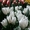 Тюльпаны Оптом к 8 марта 2017 - <ro>Изображение</ro><ru>Изображение</ru> #2, <ru>Объявление</ru> #1523139