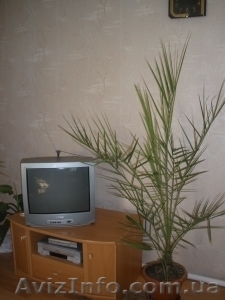 Финиковая пальма от 60 до 200 см - <ro>Изображение</ro><ru>Изображение</ru> #1, <ru>Объявление</ru> #175673