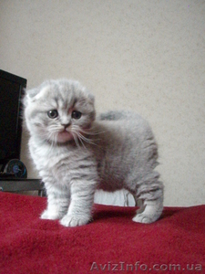 Продаются элитные котята шотландской вислоухой - <ro>Изображение</ro><ru>Изображение</ru> #2, <ru>Объявление</ru> #200087