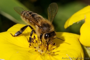 Продукты пчеловодства - <ro>Изображение</ro><ru>Изображение</ru> #5, <ru>Объявление</ru> #269325