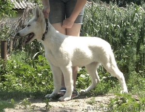 Щенок белой швейцарской овчарки - <ro>Изображение</ro><ru>Изображение</ru> #3, <ru>Объявление</ru> #306013