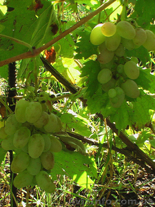 Продам дачу в  С/К 