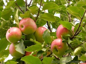 Саженцы плодовых деревьев от 6 грн - <ro>Изображение</ro><ru>Изображение</ru> #1, <ru>Объявление</ru> #439532