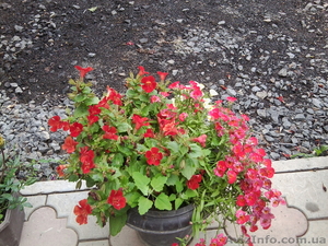 Пропозиція квіткової розсади на гурт (петунія)