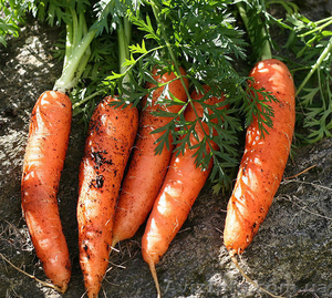 продам овощи: капусту, картофель, морковь - <ro>Изображение</ro><ru>Изображение</ru> #3, <ru>Объявление</ru> #510724