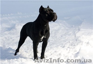 красивые девочки и мальчики Кане-Корсо чёрного и тигрового окраса