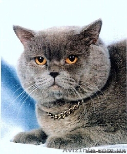 продаю шотландских котят - <ro>Изображение</ro><ru>Изображение</ru> #4, <ru>Объявление</ru> #501293