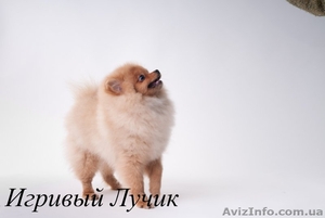 Померанский шпиц /././.