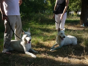 Породистые щенки белой швейцарской овчарки - <ro>Изображение</ro><ru>Изображение</ru> #2, <ru>Объявление</ru> #594610