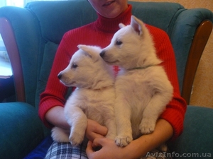 Породистые щенки белой швейцарской овчарки - <ro>Изображение</ro><ru>Изображение</ru> #1, <ru>Объявление</ru> #594610