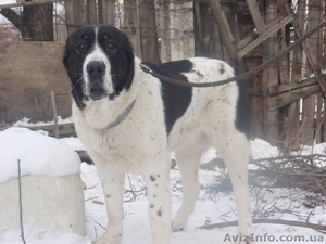 щенки среднеазитской овчаркиk