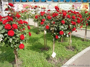 продам  штамбовые розы - <ro>Изображение</ro><ru>Изображение</ru> #1, <ru>Объявление</ru> #640715