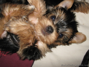 милые щенки йорки
