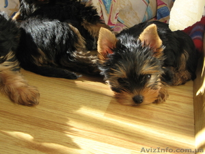  малыши в вашем доме -йорки
