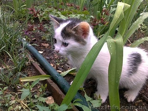 Красивые бездомные котята ищут хозяев - <ro>Изображение</ro><ru>Изображение</ru> #5, <ru>Объявление</ru> #672945