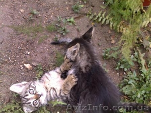 Красивые бездомные котята ищут хозяев - <ro>Изображение</ro><ru>Изображение</ru> #2, <ru>Объявление</ru> #672945