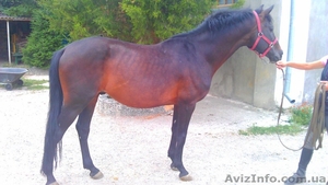 Продается лошадь украинской верховой породы - <ro>Изображение</ro><ru>Изображение</ru> #1, <ru>Объявление</ru> #737521