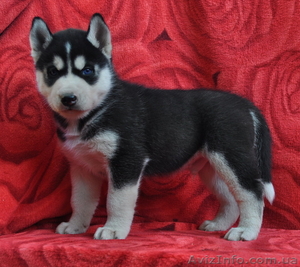Сибирский хаски щенки  КСУ  FCI
