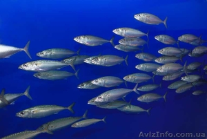 рыба оптом,  сардинелла