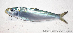 Рыба сардинелла свежемороженая ,  рыбное сырье