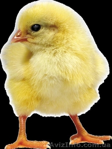 Продам цыплят-бройлера с доставкой 050 972 19 39 - <ro>Изображение</ro><ru>Изображение</ru> #1, <ru>Объявление</ru> #802896