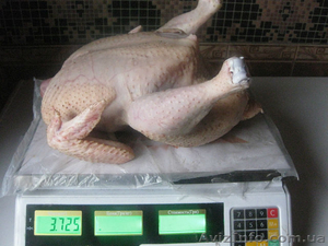 Продам цыплят-бройлера с доставкой 050 972 19 39 - <ro>Изображение</ro><ru>Изображение</ru> #3, <ru>Объявление</ru> #802896
