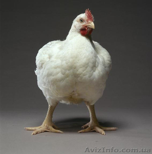 Продам цыплят-бройлера с доставкой 050 972 19 39 - <ro>Изображение</ro><ru>Изображение</ru> #2, <ru>Объявление</ru> #802896