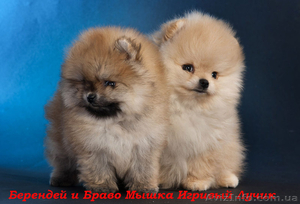 Померашки – очаровашки