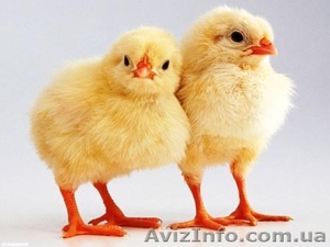 Цыплята бройлеров суточные цыплята - <ro>Изображение</ro><ru>Изображение</ru> #1, <ru>Объявление</ru> #864662