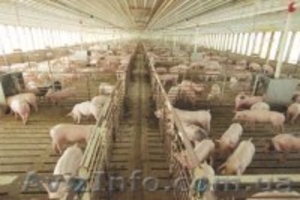 Продам действующее животноводческое предприятие в Крыму - <ro>Изображение</ro><ru>Изображение</ru> #1, <ru>Объявление</ru> #865298